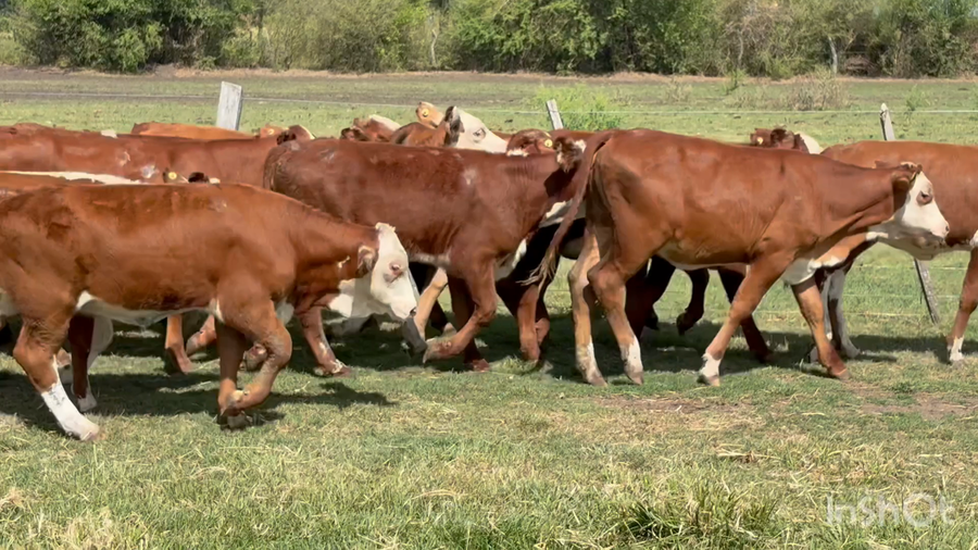 Lote 149 Terneras en Corrientes, Perugorría