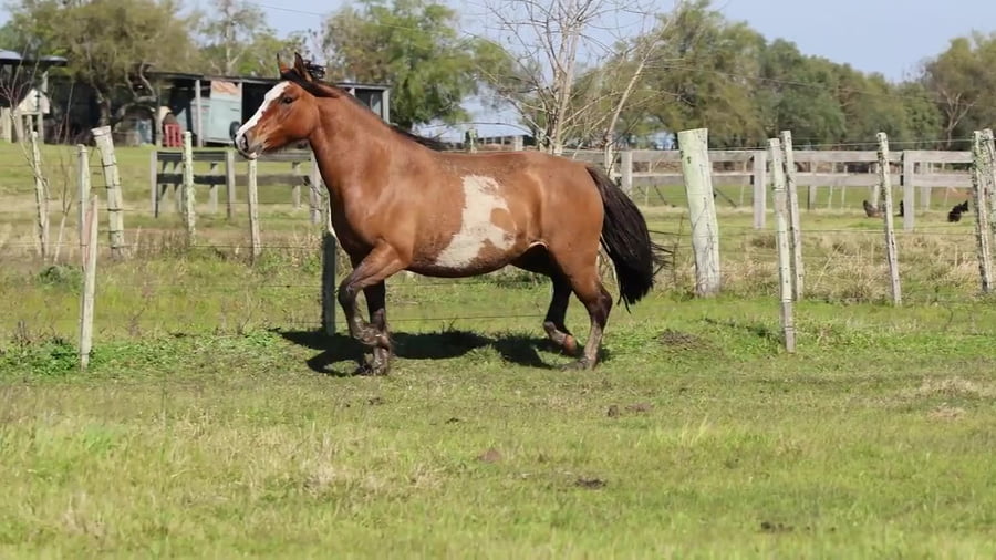 Lote Cardenal Sumida