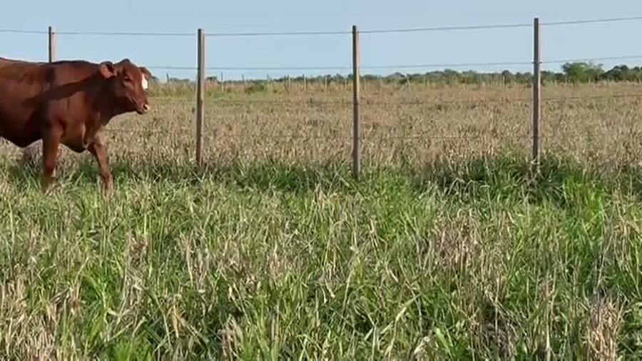 Lote 12 Terneras en Corrientes, Goya