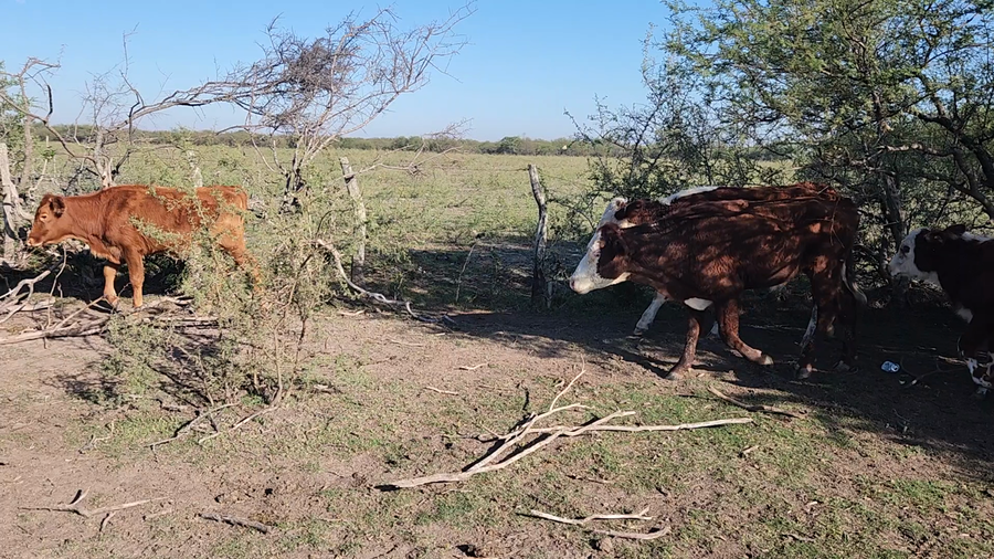 Lote 70 Terneros/as en Sauce, Corrientes
