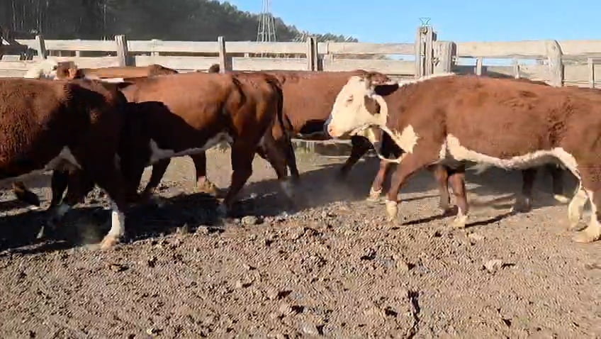 Lote 32 Vacas de invernar