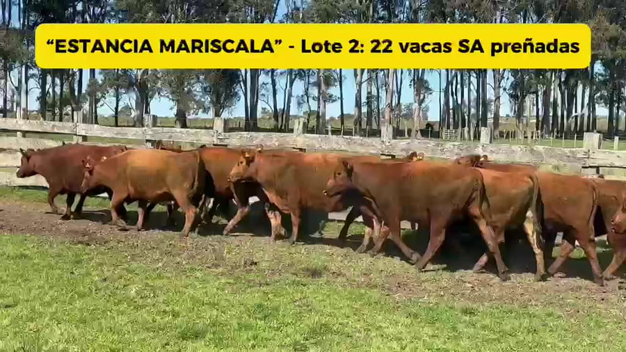 Lote VACAS RED ANGUS SA PREÑADAS (LOTE 2)