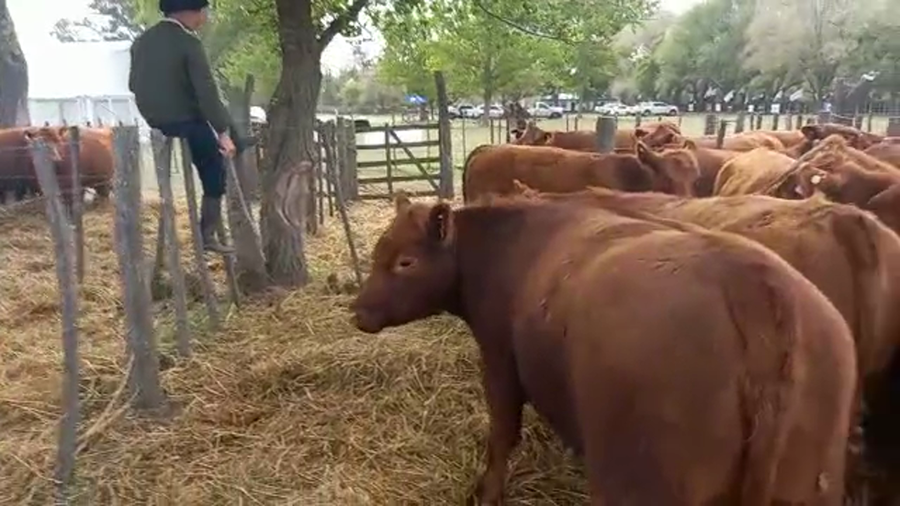 Lote "Corral 177 Vaq. Para Entorar Generales ""RPI"""