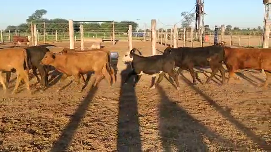 Lote 70 Terneros/as en Tintina, Santiago del Estero