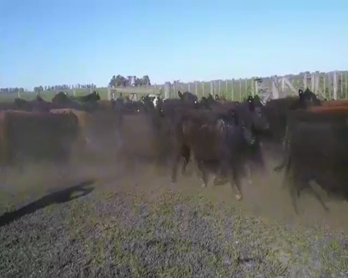 Lote 100 Terneros en Olavarría, Buenos Aires