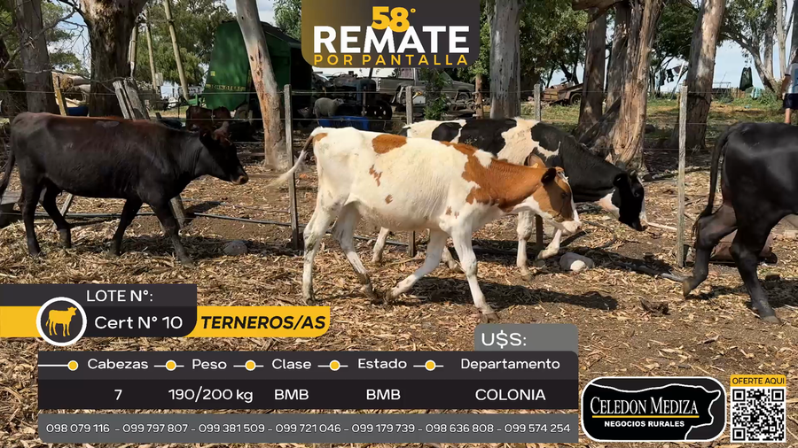 Lote 7 Terneros y Terneras en Paso Antolín, Colonia