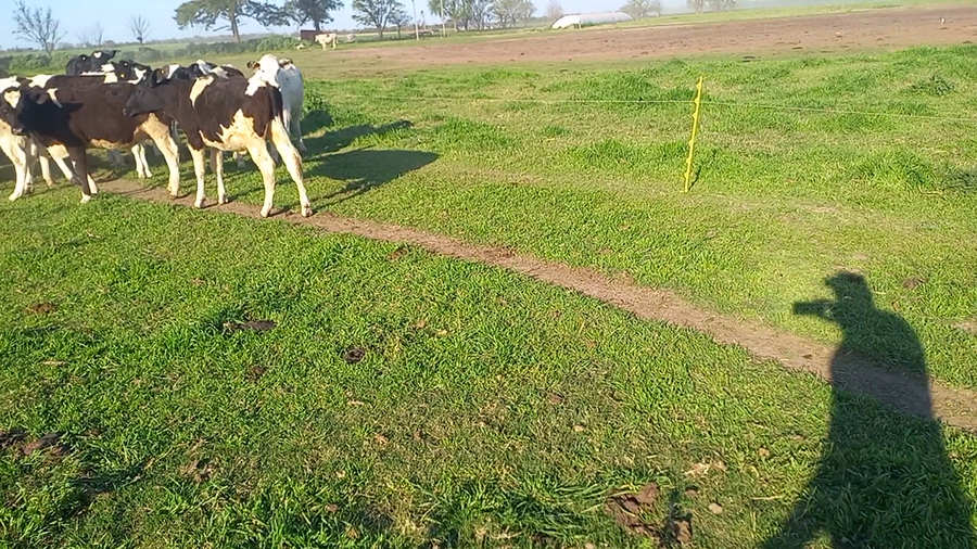 Lote 20 Novillitos Holando Argentino en Col. Aldao en Santa Fe