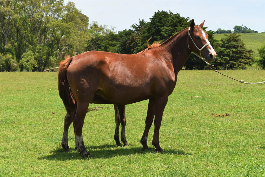 Lote RP 80 - AMISTAD TURENA 80