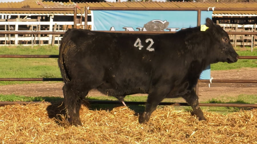 Lote TOROS ANGUS NEGROS PC