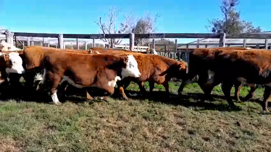 Lote 44 Terneros en Corrientes, Curuzú-Cuatiá