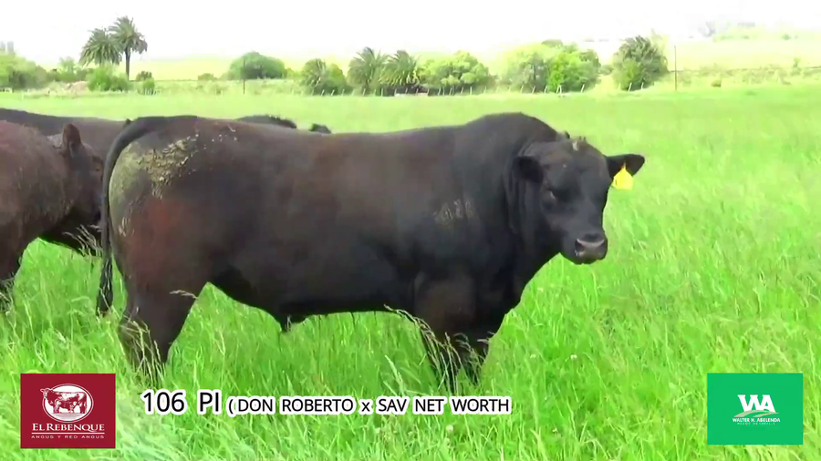 Lote Toros a remate en Angus el Rebenque  en Asociación Rural de Florida