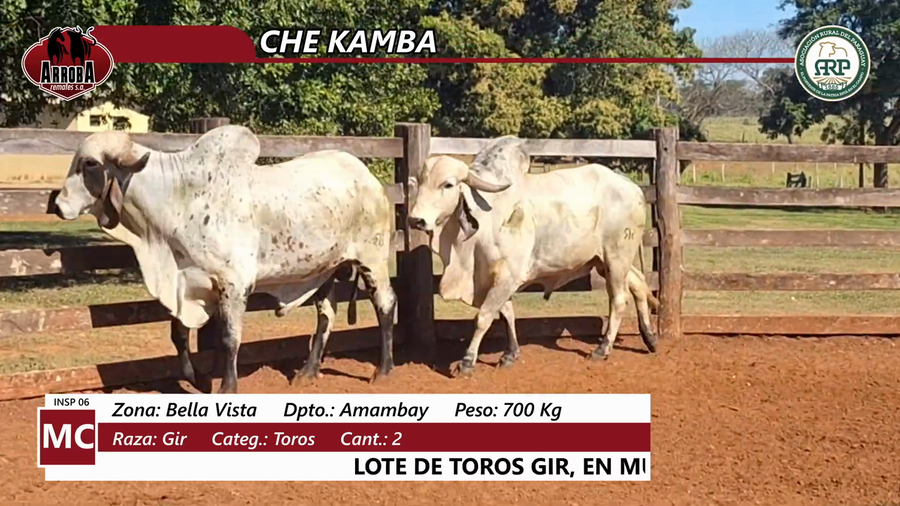 Lote CHE KAMBA
