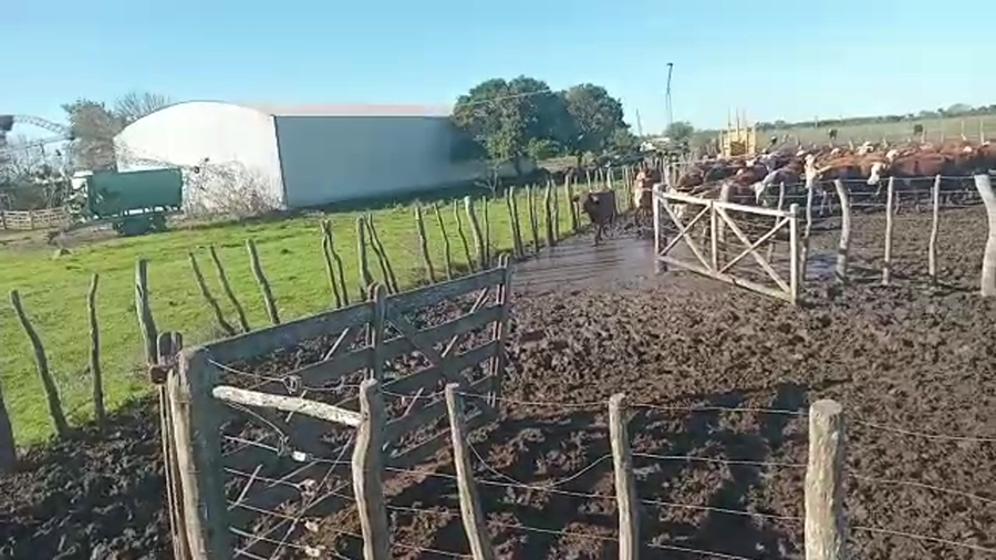 Lote 50 Vaquillonas C/ servicio en Alcaraz, Entre Ríos