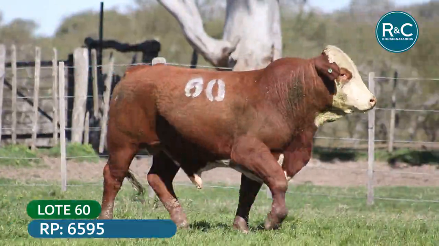 Lote Toros señal 22