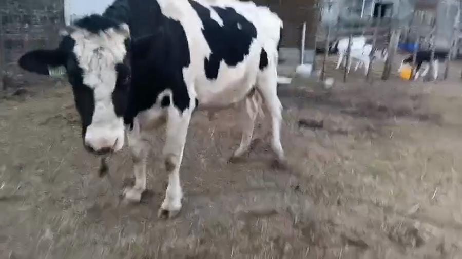 Lote Toros a remate en Pantalla Especial de Otoño 700kg - , San José