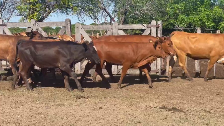 Lote 55 Vaquillonas P/ entorar en Ituzaingó, Corrientes
