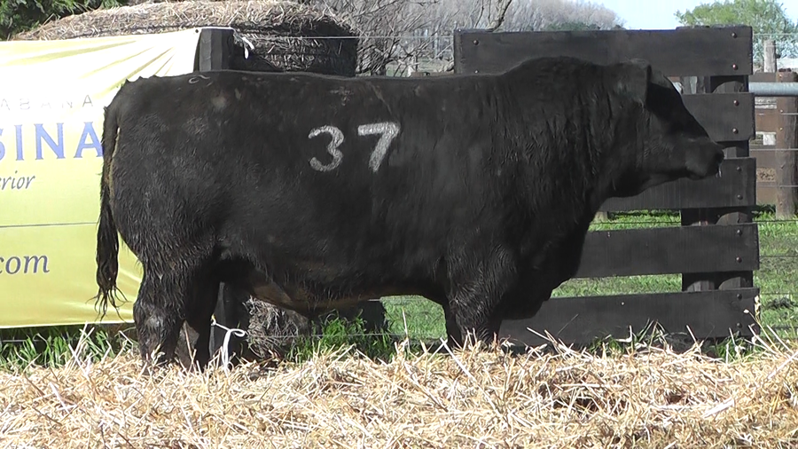 Lote TOROS ANGUS PURO CONTROLADO