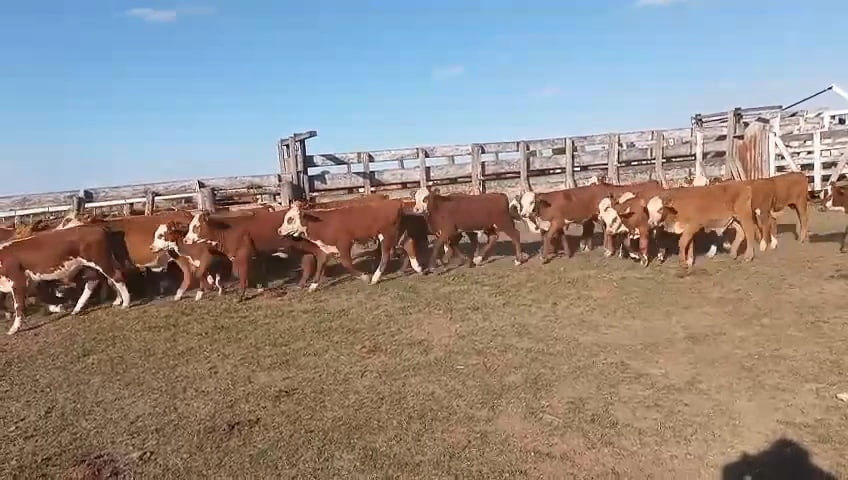 Lote 75 Terneros en Corrientes, Curuzu Cuatia