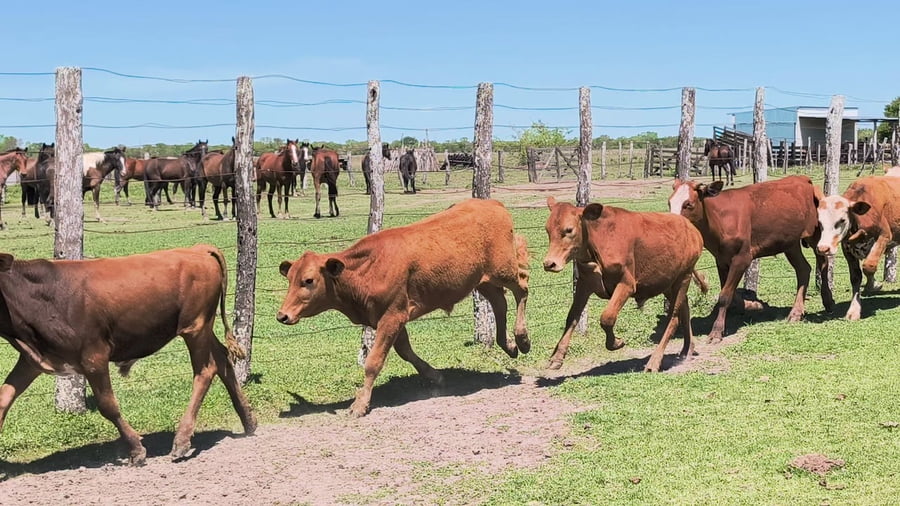 Lote 60 Terneros