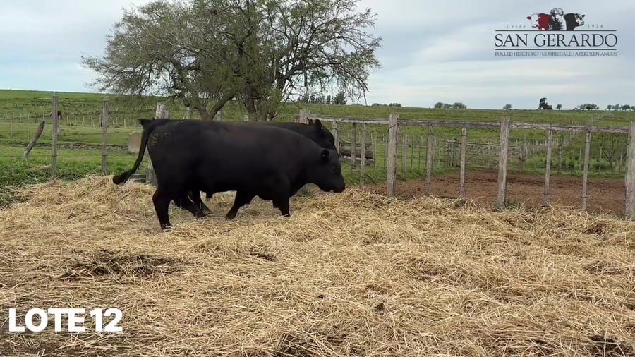 Lote Toros Aberdeen Angus