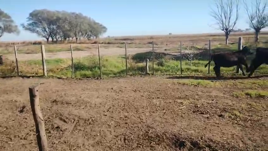 Lote 70 Terneras