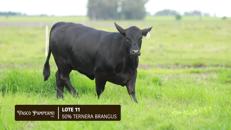 Lote 50 % TERNERA BRANGUS