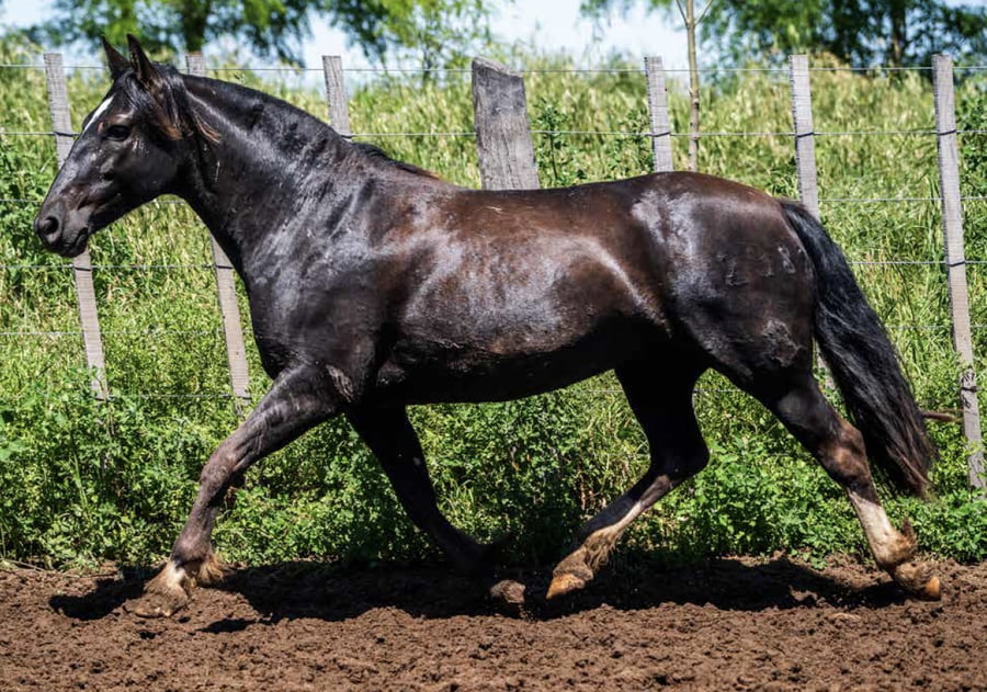 Lote DEL OESTE CARBONADA