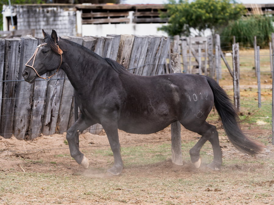 Lote GOLILLA DESIDERIA