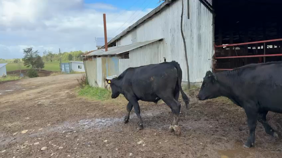 Lote 35 Novillo Engorda en Los Muermos, X Región Los Lagos