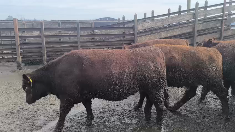 Lote 20 Vaquilla Gorda en Los Ángeles, VIII Región Biobío
