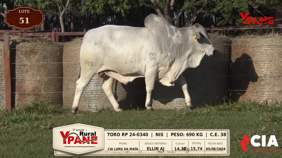 Lote Lote 51