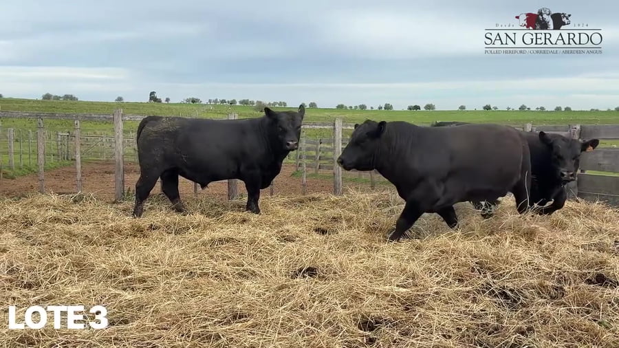 Lote Toros Aberdeen Angus