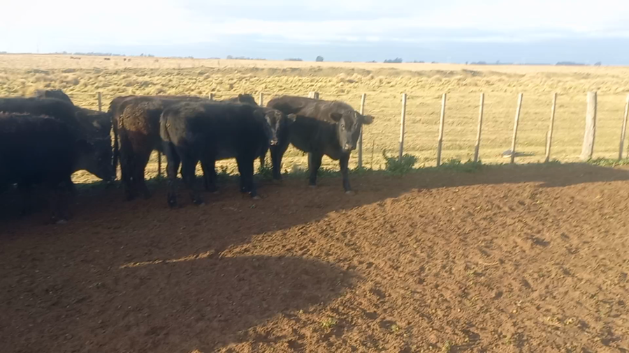 Lote 40 Novillitos en Urdampilleta