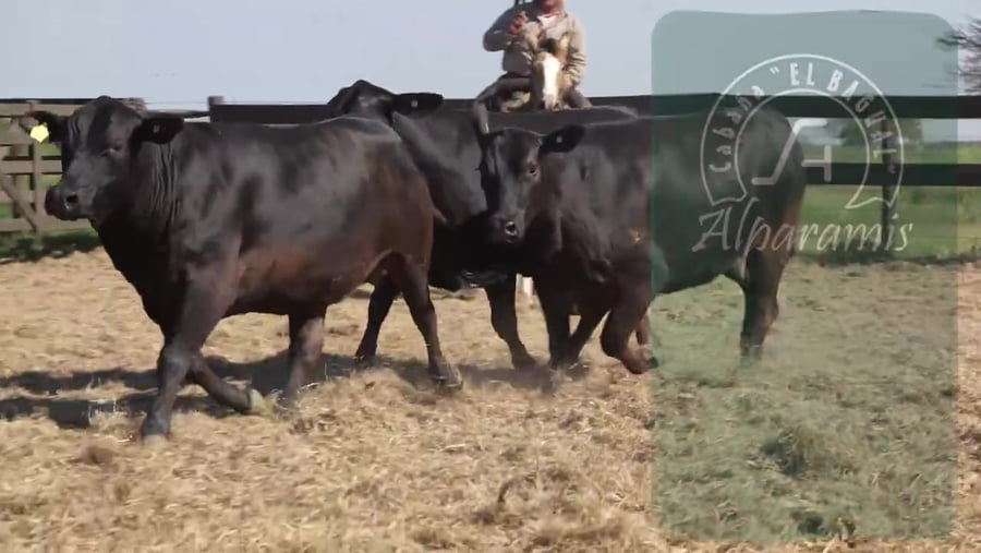 Lote Vaquillona preñada