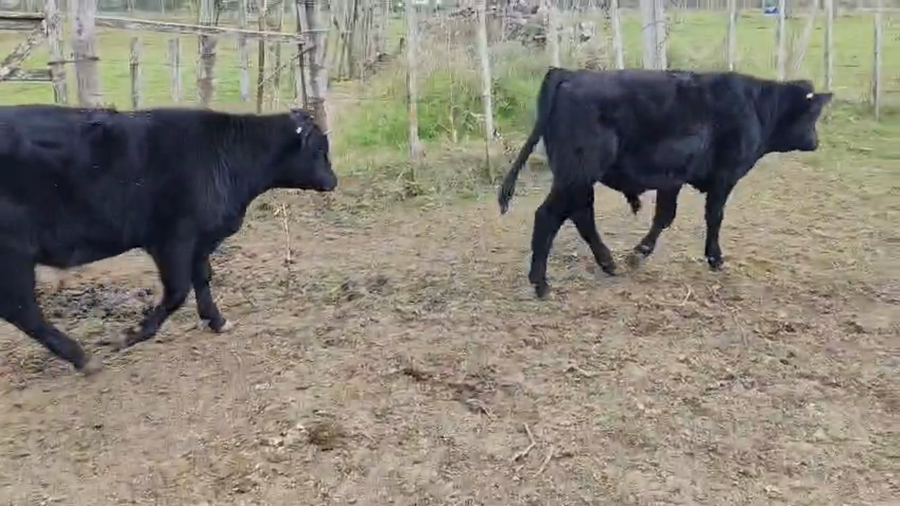 Lote 3 Terneros a remate en Pantalla Camy, San José