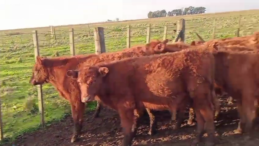 Lote 32 Terneros/as en Laprida