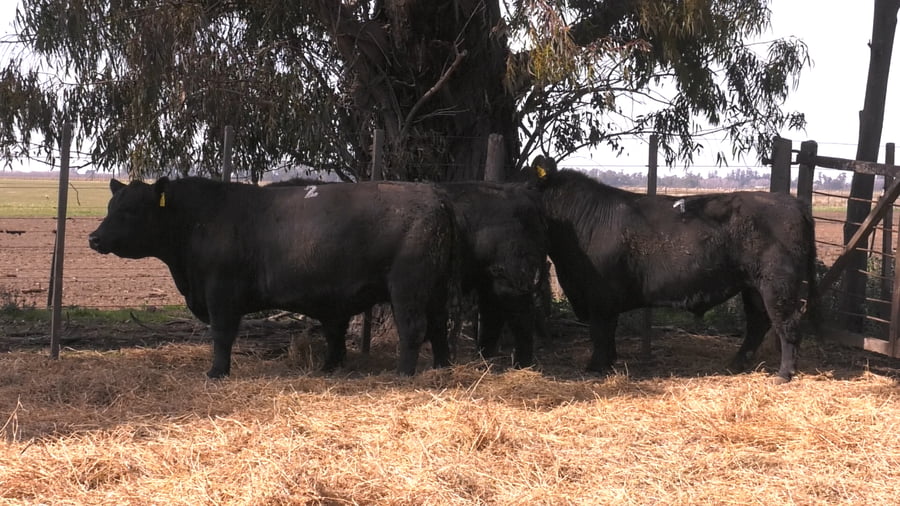 Lote TOROS PUROS POR CRUZA 
