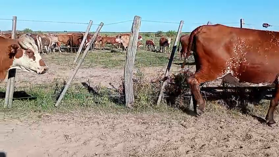 Lote 16 Vacas faena