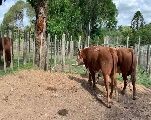 Lote 2 TORO PI en Melo, Cerro Largo
