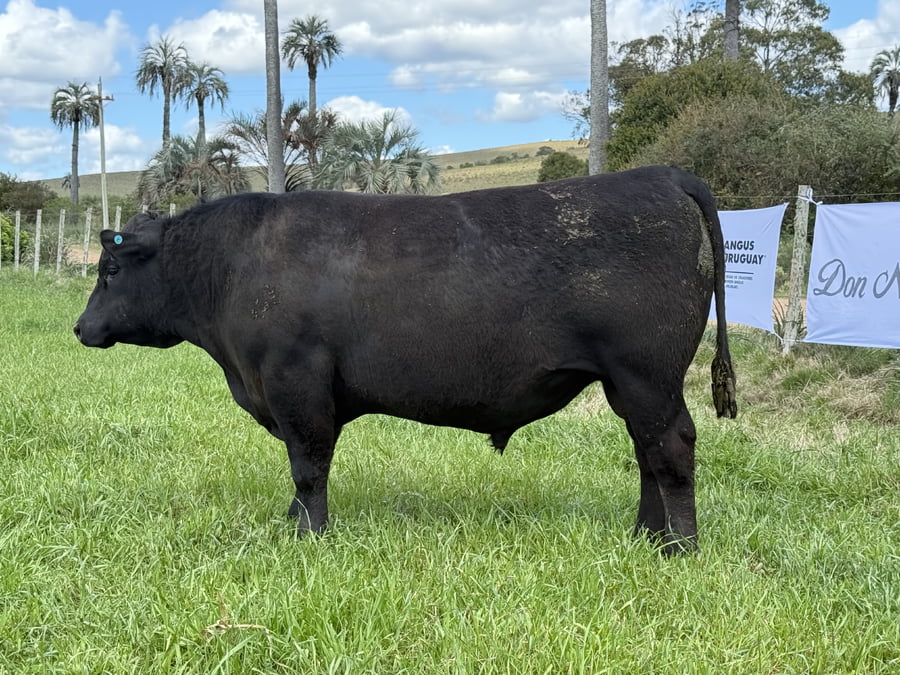 Lote Toros a remate en 4º Remate Don Nestor, Rocha