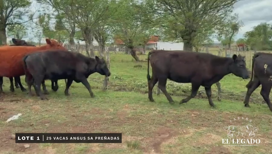 Lote Vacas Angus SA preñadas