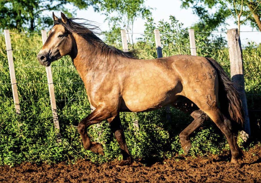 Lote DEL OESTE CARHUÉ