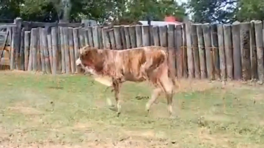 Lote 31 Terneros/as en Corrientes, Empedrado