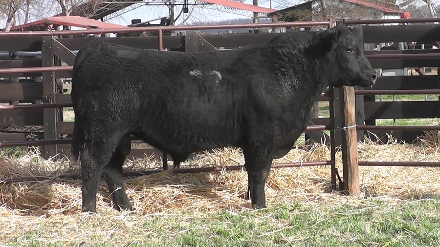 Lote TOROS ANGUS PC
