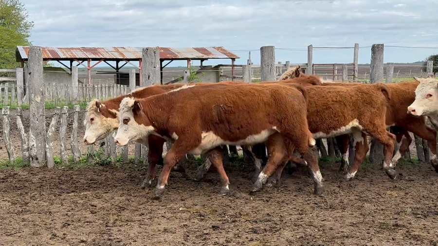 Lote 66 Novillitos en Entre Ríos, San Jaime