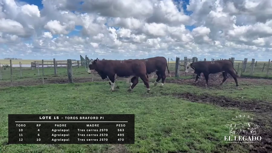 Lote Toro Braford PI