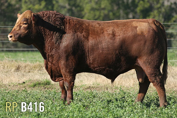 Lote 3 TOROS PUROS DE PEDIGREE