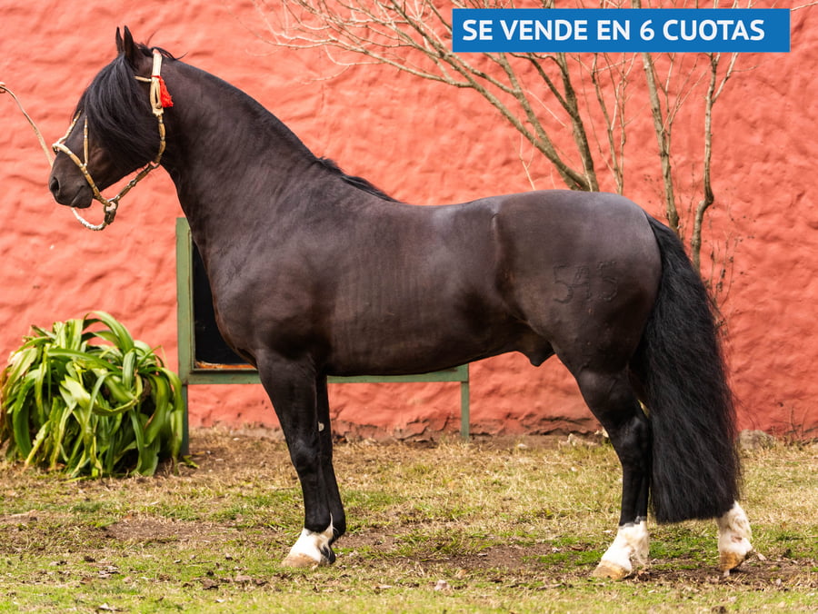 Lote CO GUACHO
