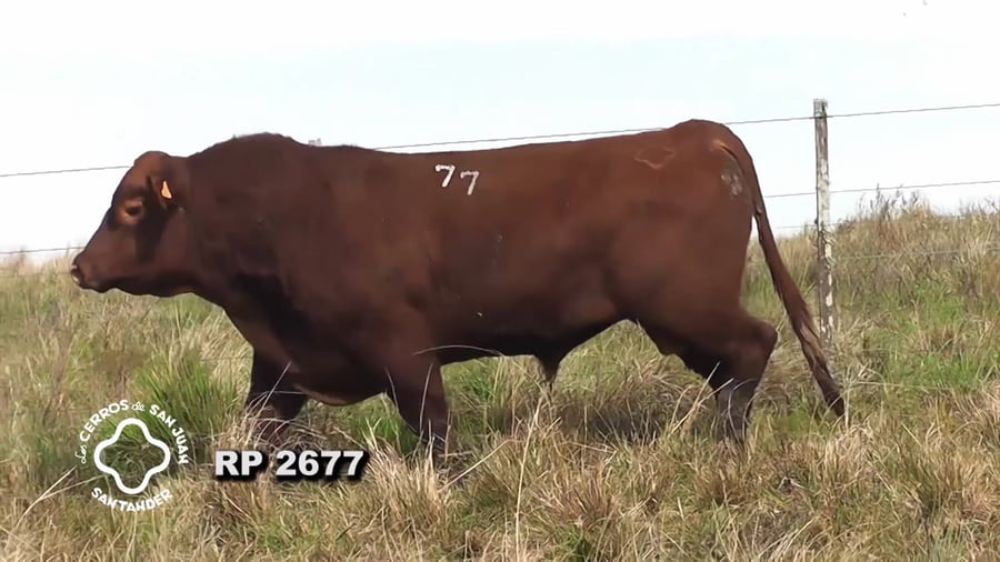 Lote Toro Red Angus SA de 3 años