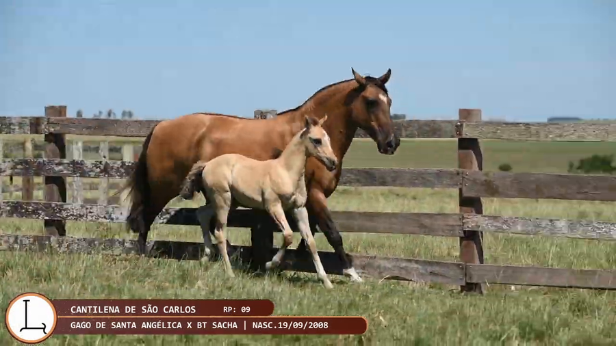Lote Cantilena de São Carlos